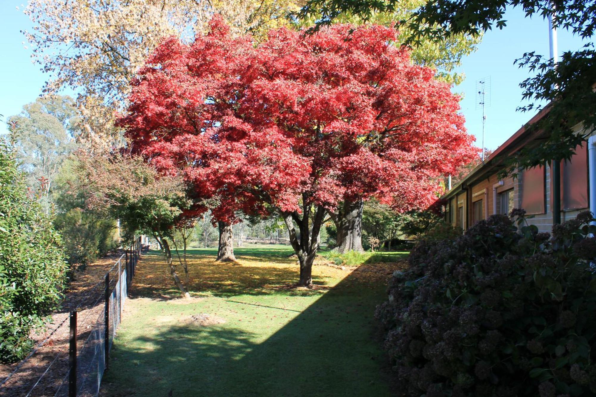 פורפנקה Buffalo Motel And Country Retreat מראה חיצוני תמונה